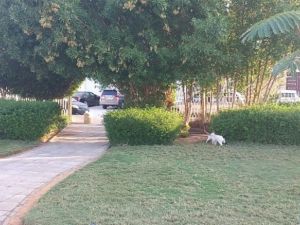 حديقة غرناطة الاولى الرياض