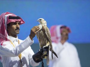 مزاد علني - نادي الصقور السعودي