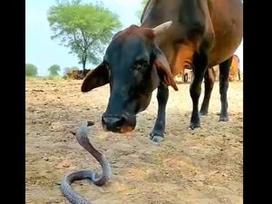 لن تصدق ماذا فعلت بقرة مع افعى كوبرا ضخمة! فيديو يخرق قوانين الطبيعة!