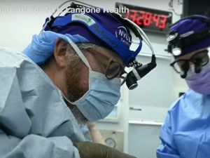 خرق طبي: زرع كلية خنزير لرجل ميت دماغيا وتعمل منذ أكثر من شهر