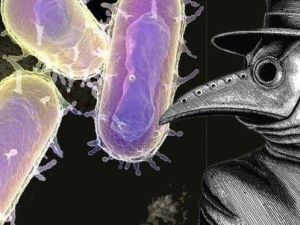 الطاعون الدبلي أو الموت الأسود