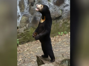 دب العسل يثير حالة من الجدل في الصين