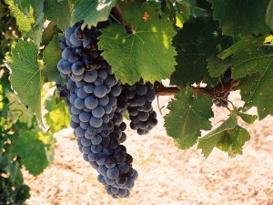 أزمة صعبة يمر بها مزارعو كروم العنب في فرنسا