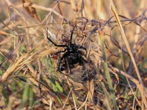 Latrodectus