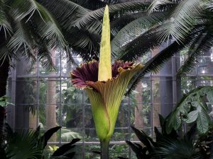 corpse flower