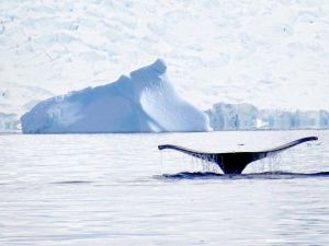 حوت يقف على رأسه بلا حركة وسط المحيط