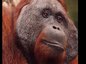 انقاذ قردة بعد سنوات من الاغتصاب المستمر في اندونيسيا