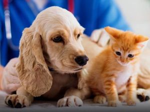 عيادات بيطرية الرياض