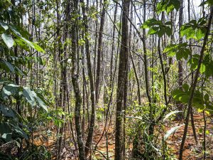 the area of a forest where a species of small holly tree, better known as the Pernambuco Holly, was found in Igarassu, Pernambuco State, Brazil, on March 22, 2023. (Photo by Fred JORDAO / Wild Project / AFP) extinct