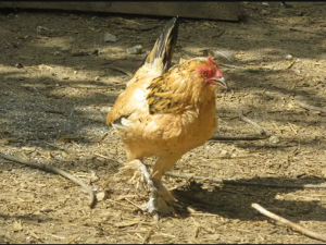 أكبر دجاجة معمرة في العالم 