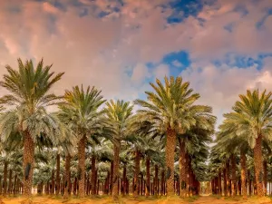 تفسير الحلم برؤية التمر وشجر النخيل في المنام