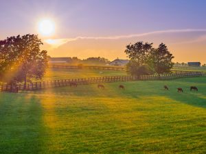  إخماد هذا التفشي.. حتى لا تصبح المشكلة خطرا على سلسلة الإمداد للقطاع الإيطالي 