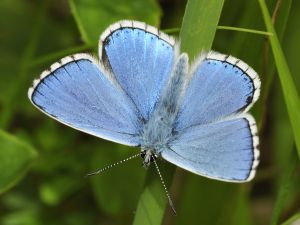 Shutterstock Funding