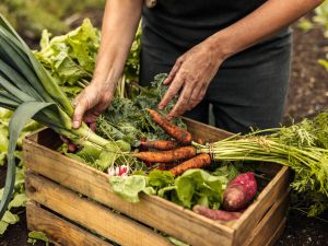 organic foods