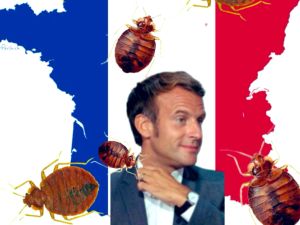 البق الفرنسي ما يزهق