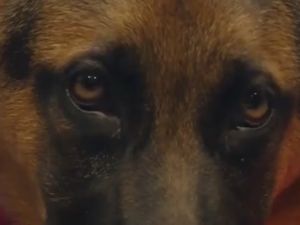 نفي كلب الرئيس من البيت الابيض