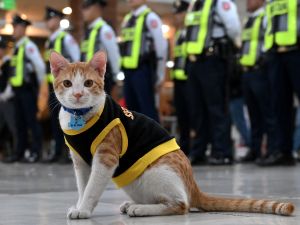 Conan the cat reacting to a camera. While the cats lack the security skills of dogs -- and have a tendency to sleep on the job -- their cuteness and company have endeared them to bored security guards working 12-hour shifts. (Photo by JAM STA ROSA / AFP) security guards