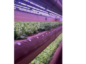 Abu Dhabi University inaugurates its first on campus AirFarm in collaboration with Midbar and RBK
