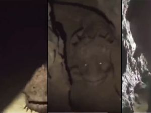 Creepy animal