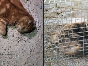 واقعة قطط الصحراء تبكي الإماراتيين