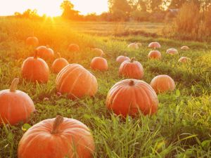 Shutterstock world record