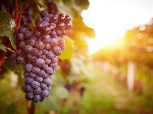 grapes