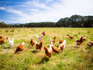 Shutterstock chicken