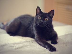 Black cat. (Shutterstock) cat with two noses