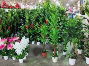 محل نباتات في جدة