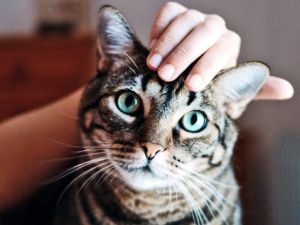 محلات الحيوانات في جدة