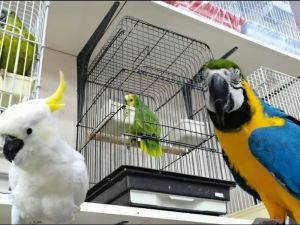 محلات الطيور في جدة