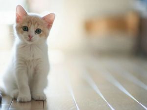 محلات بيع قطط في جدة