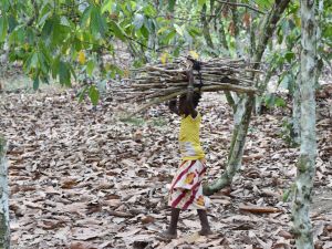 An out-of-school child carrying wood, walking back from a cocoa farm. (Issouf Sanogo/ AFP)