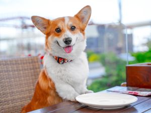 Shutterstock dog restaurant