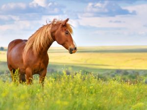 Shutterstock horse