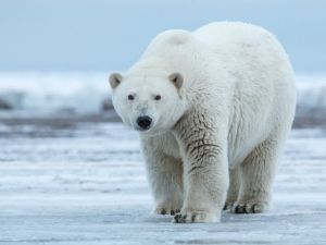 Chinese researchers develop innovative "EAF" fibers inspired by polar bear fur for cold-resistant jackets