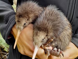 Kiwi chicks have been born in the wilds around Wellington for the first time in more than a century. (Photo by Pete KIRKMAN / THE CAPITAL KIWI PROJECT / AFP) kiwi birds