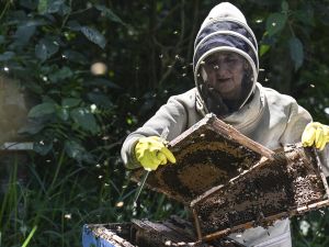 Beekeeper María Zoila Acevedo checks a beehive in the municipality of Socorro in Santader departament. (Photo by Juan BARRETO / AFP) bees