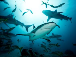 Shutterstock shark attack