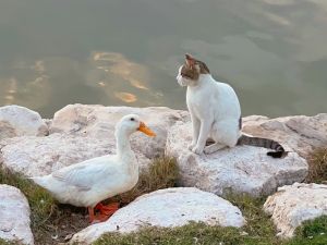 علاقة حب بين قط وبطة