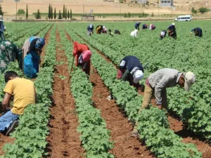 عمال زراعيون في أحد الحقول - تركيا