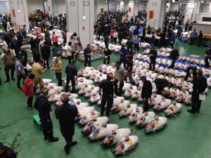 Tokyo fish market 