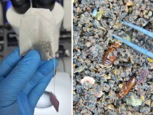 شاي الحشرات