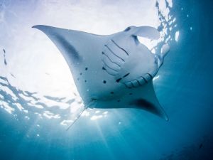 Intercontinental Maldives Gets Ready For The Manta Retreat In March 2024