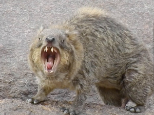 حيوان الوبر الصخري