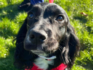 Greenacres Rescue dog