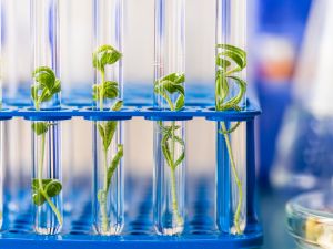  organic plant cultivation