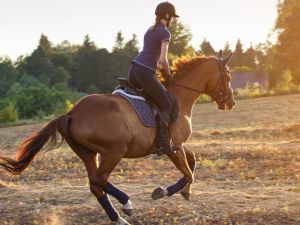 أفضل 8 مراكز تعليم ركوب الخيل في دبي ننصحك بها