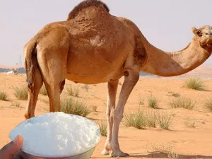 حليب إبل 