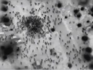 مجزرة دوار النابلسي